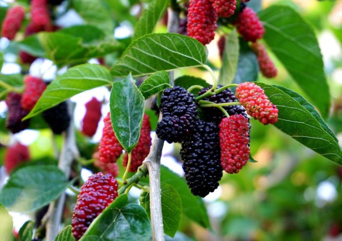 Siyah Bodur Dut Fidanı (Mojo Berry ) – 1-2 Yaş Tüplü.