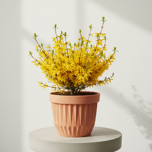 Forsythia Mini Gold - Dekoratif Saksıda Yan Görünüm