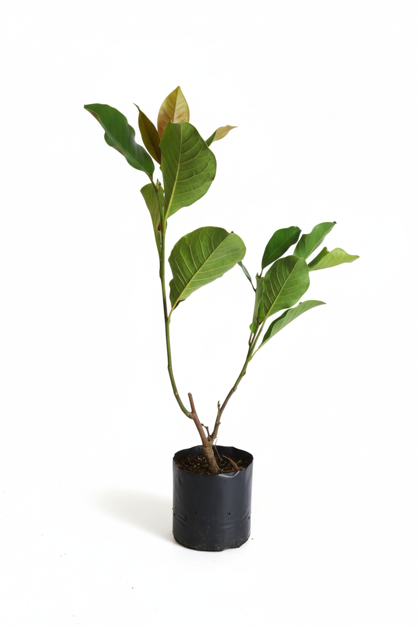 Galaksi Manolya - Yapraklı