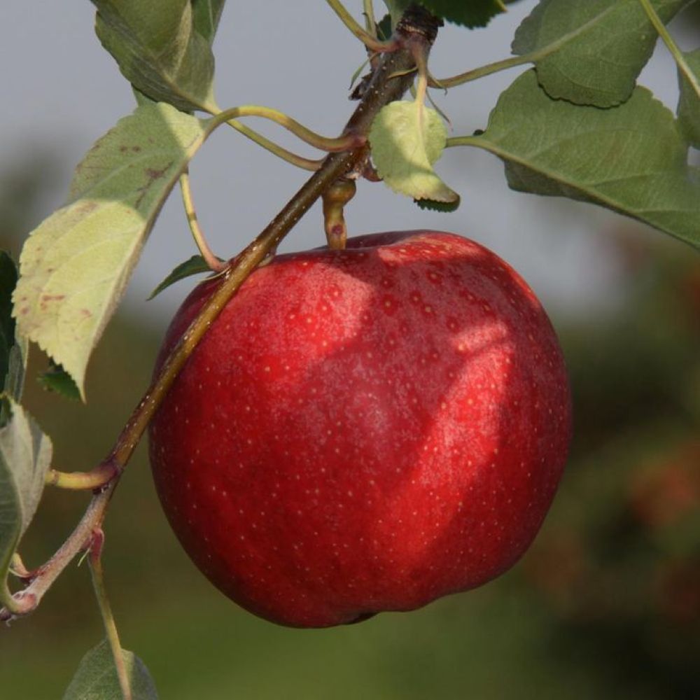 Galaval Elma Fidanı - Tam Bodur Aşılı Saksılı 2 Yaş.