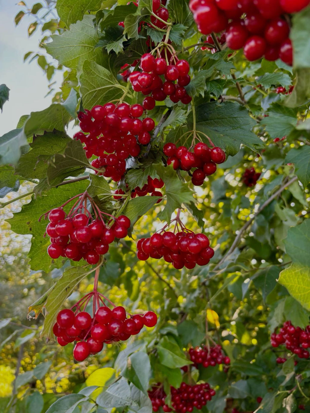Girebolu Fidanı 1-2 Yaş - Gilaburu Viburnum | Doğaşık