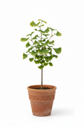 Ginkgo Biloba - Kil Saksı 2