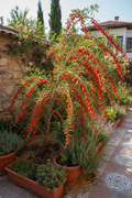 Goji Berry Çalısı - Meyveli