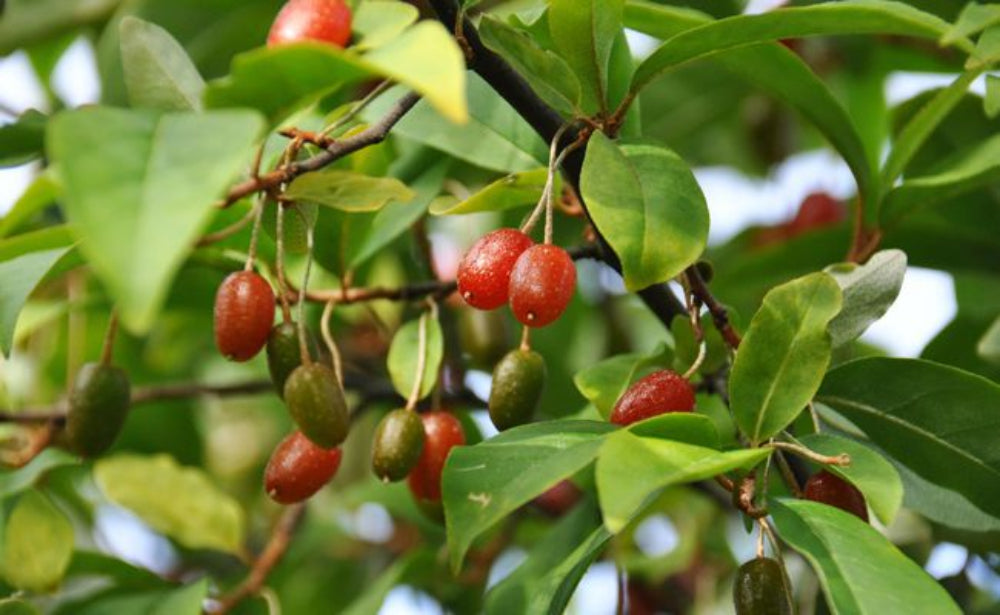 Güz Yemişi Fidanı 1-2 Yaş - Japon İğdesi Elaeagnus | Doğaşık