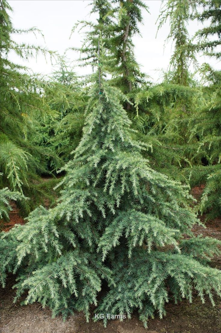 Himalaya Sedir Fidanı 2 Yaş - Cedrus Deodara | Doğaşık