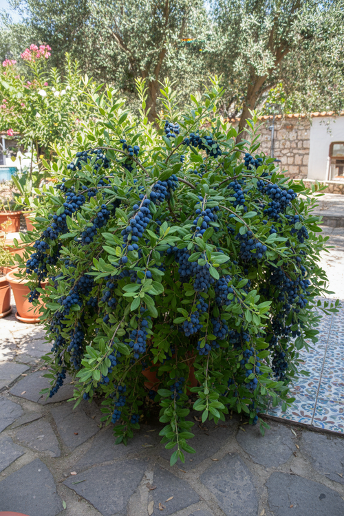 Honeyberry Çalısı - Meyveli
