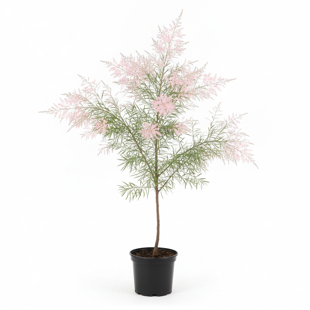 İlgın Ağacı - Açık Pembe