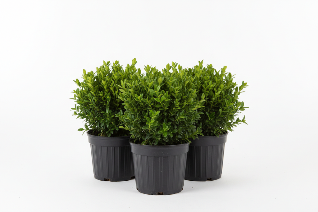 Şimşir Fidanları 3