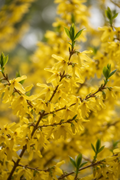Altınçanak çiçeği sarı çan çiçekler yeni yapraklar yakın çekim Forsythia intermedia