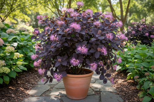 Loropetalum bordo yaprak pembe saçaklı çiçekler bahçe ortamında dekoratif çalı