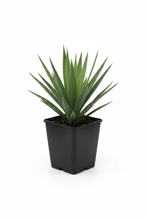 Yucca filamentosa siyah kare saksıda tek fidan