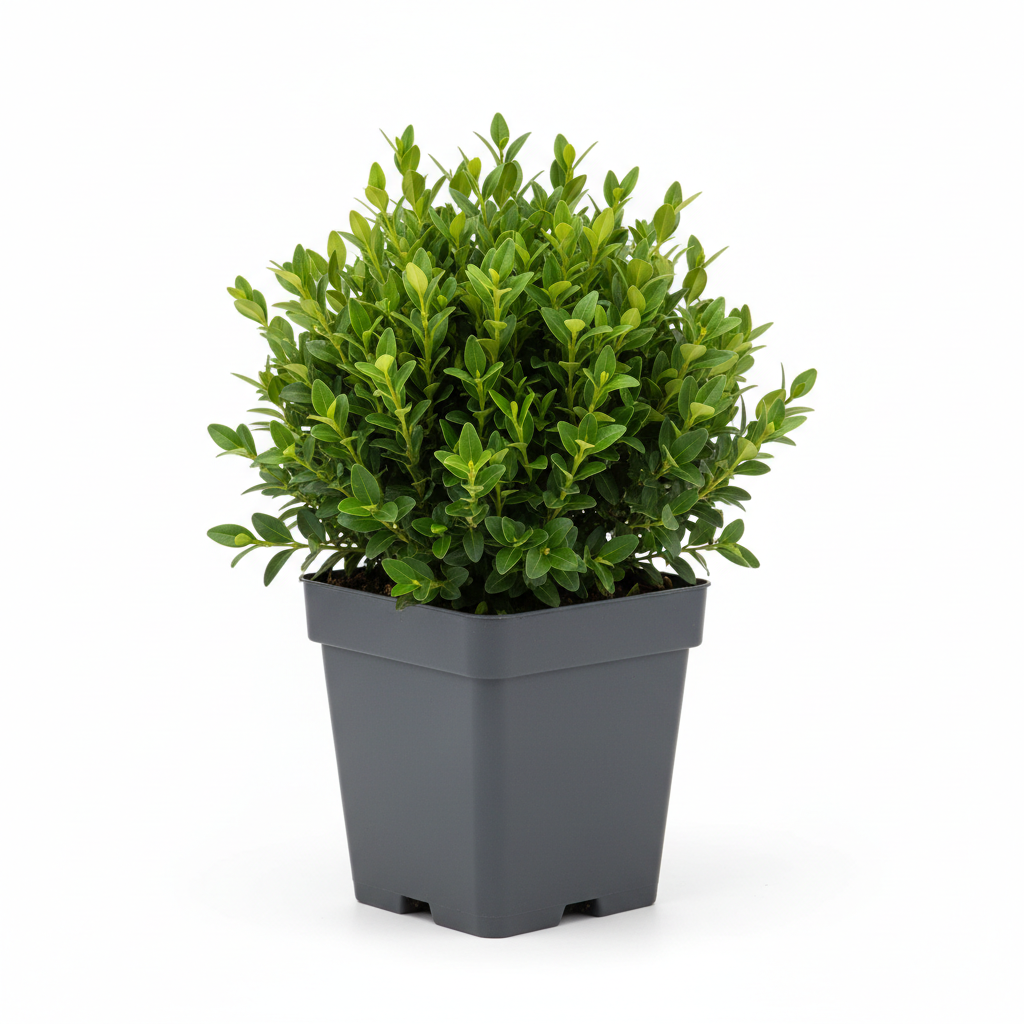 Şimşir Fidanı 15-20 cm - Kare Saksıda.