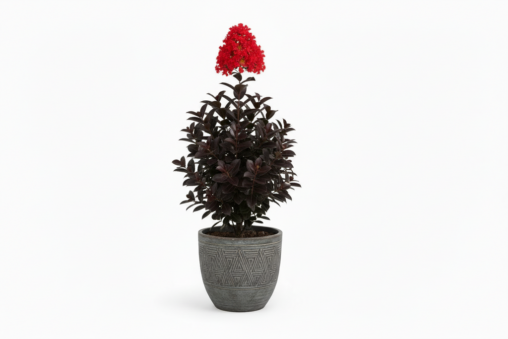 Oya ağacı Black Diamond siyah yapraklı kırmızı çiçekli Lagerstroemia indica Best Red dramatik