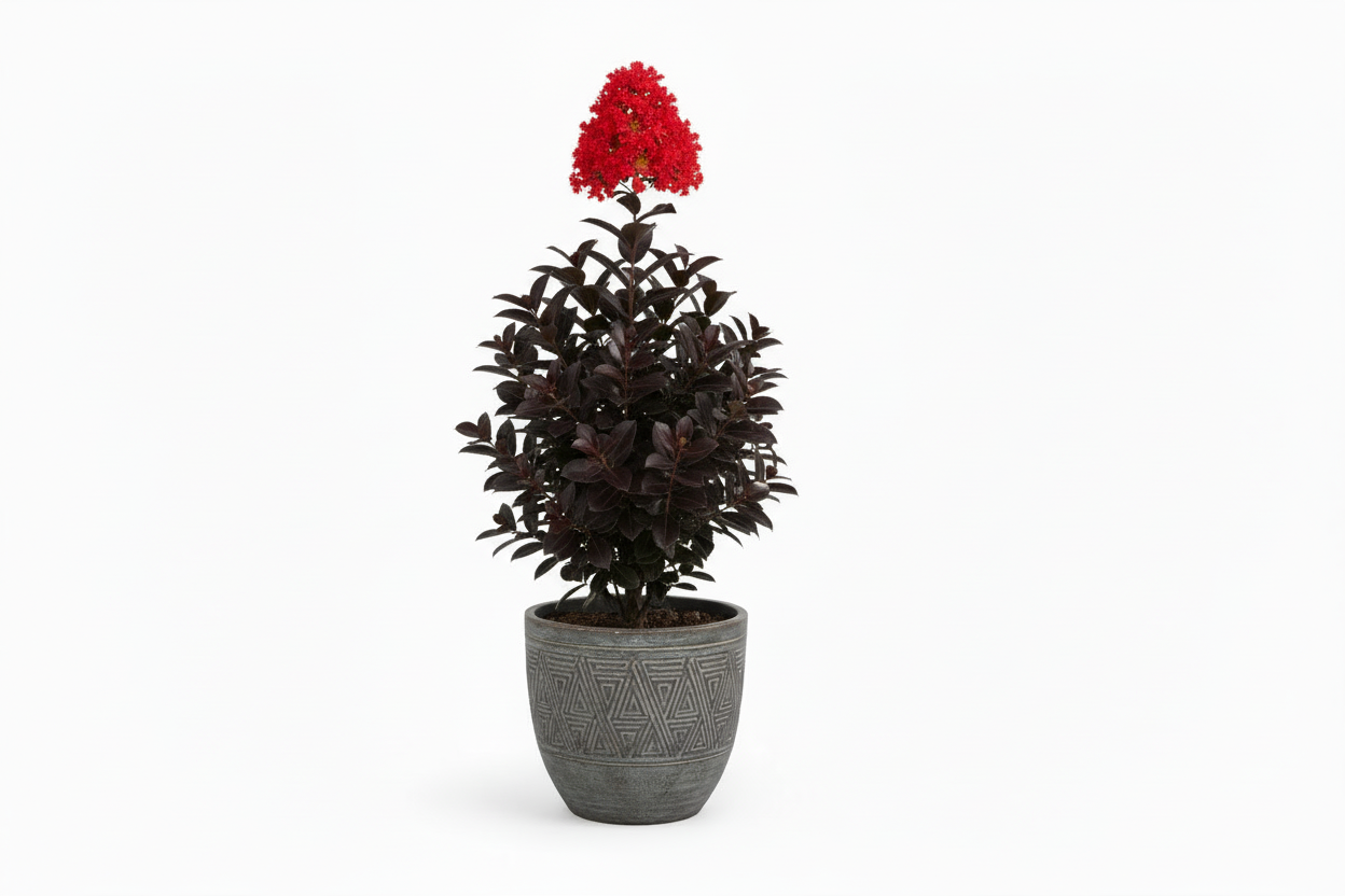 Oya ağacı Black Diamond siyah yapraklı kırmızı çiçekli Lagerstroemia indica Best Red dramatik