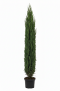 Kalem servi çok ince form 80-100 cm Cupressus sempervirens ultra ince sütunsu mezarlık servisi saksıda