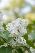 Beyaz leylak çiçeği kokulu salkım yakın çekim Syringa vulgaris ilkbahar