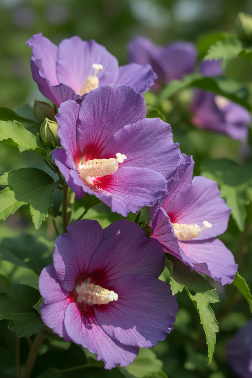 Ağaç hatmi çiçeği mor büyük çiçek yakın çekim Hibiscus syriacus gösterişli