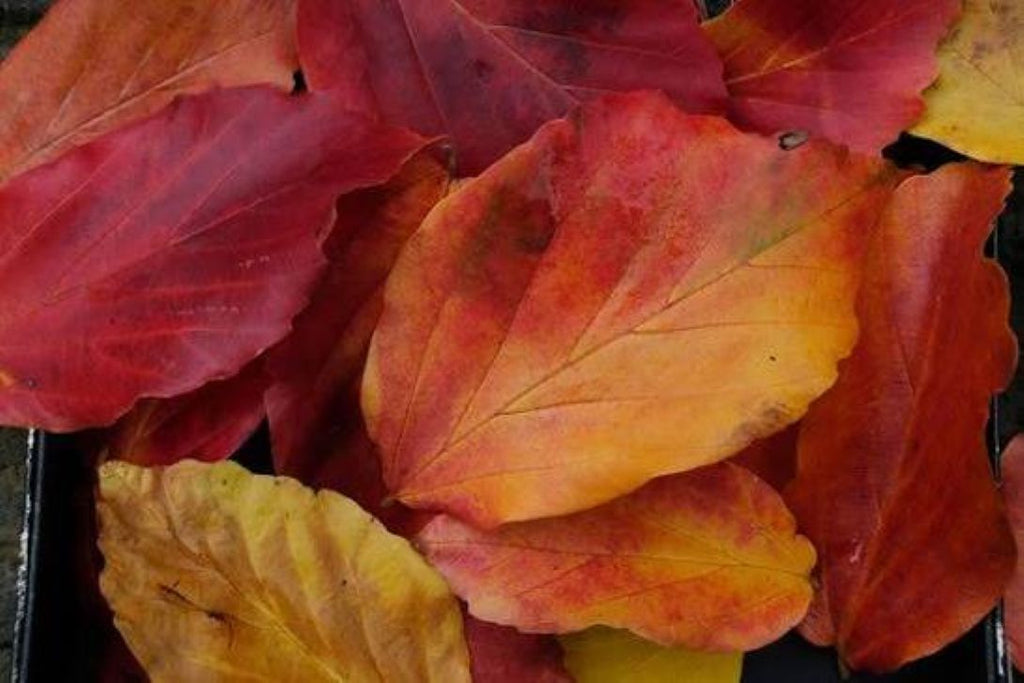 İran Demir Fidanı 1-2 Yaş arası (Parrotia persica)