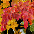 İran Demir Fidanı 1-2 Yaş arası (Parrotia persica)