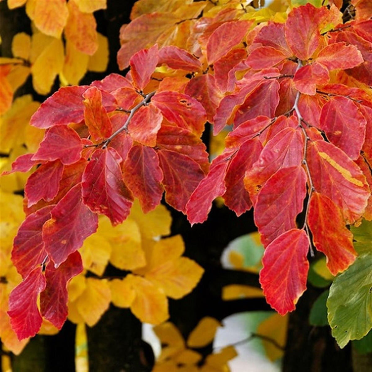 İran Demir Fidanı 1-2 Yaş arası (Parrotia persica)