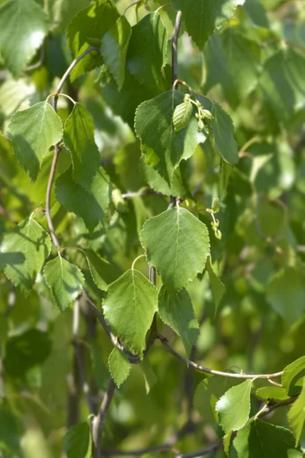İran Demir Fidanı 1-2 Yaş arası (Parrotia persica)