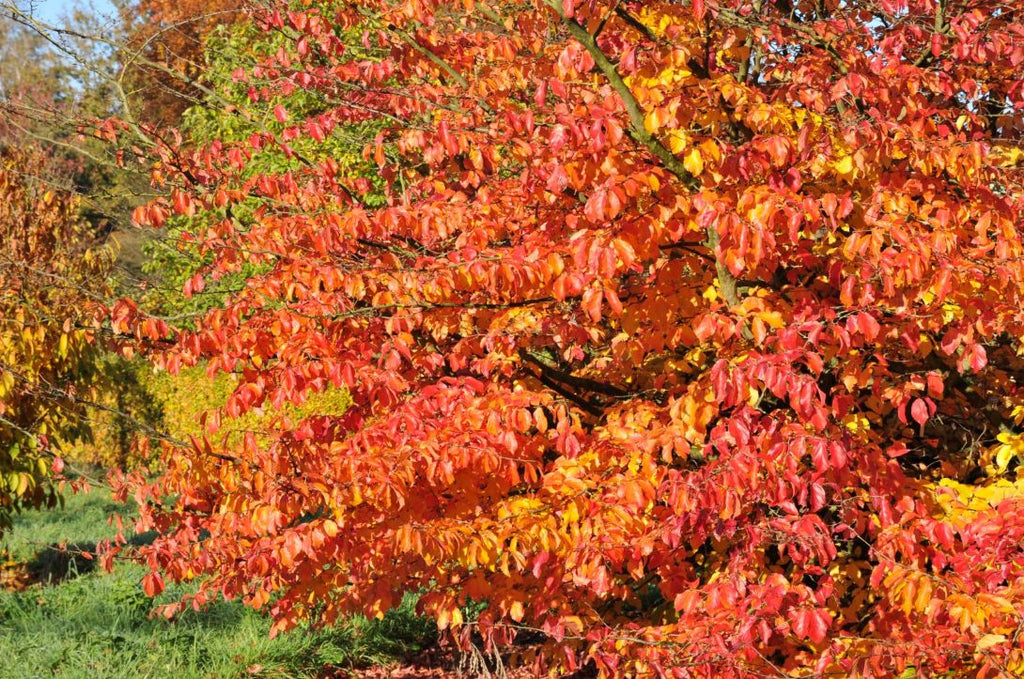 İran Demir Fidanı 1-2 Yaş arası (Parrotia persica)