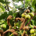 Japon Kuru Üzüm (Şeker Ağacı) (Hovenia dulcis) fidanı 2-3 yaş arası