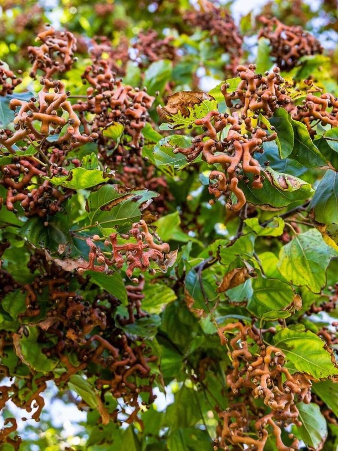Japon Kuru Üzüm (Şeker Ağacı) (Hovenia dulcis) fidanı 2-3 yaş arası