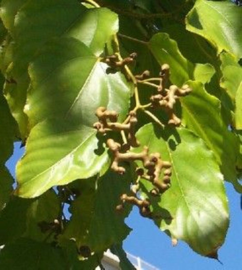 Japon Kuru Üzüm (Şeker Ağacı) (Hovenia dulcis) fidanı 2-3 yaş arası