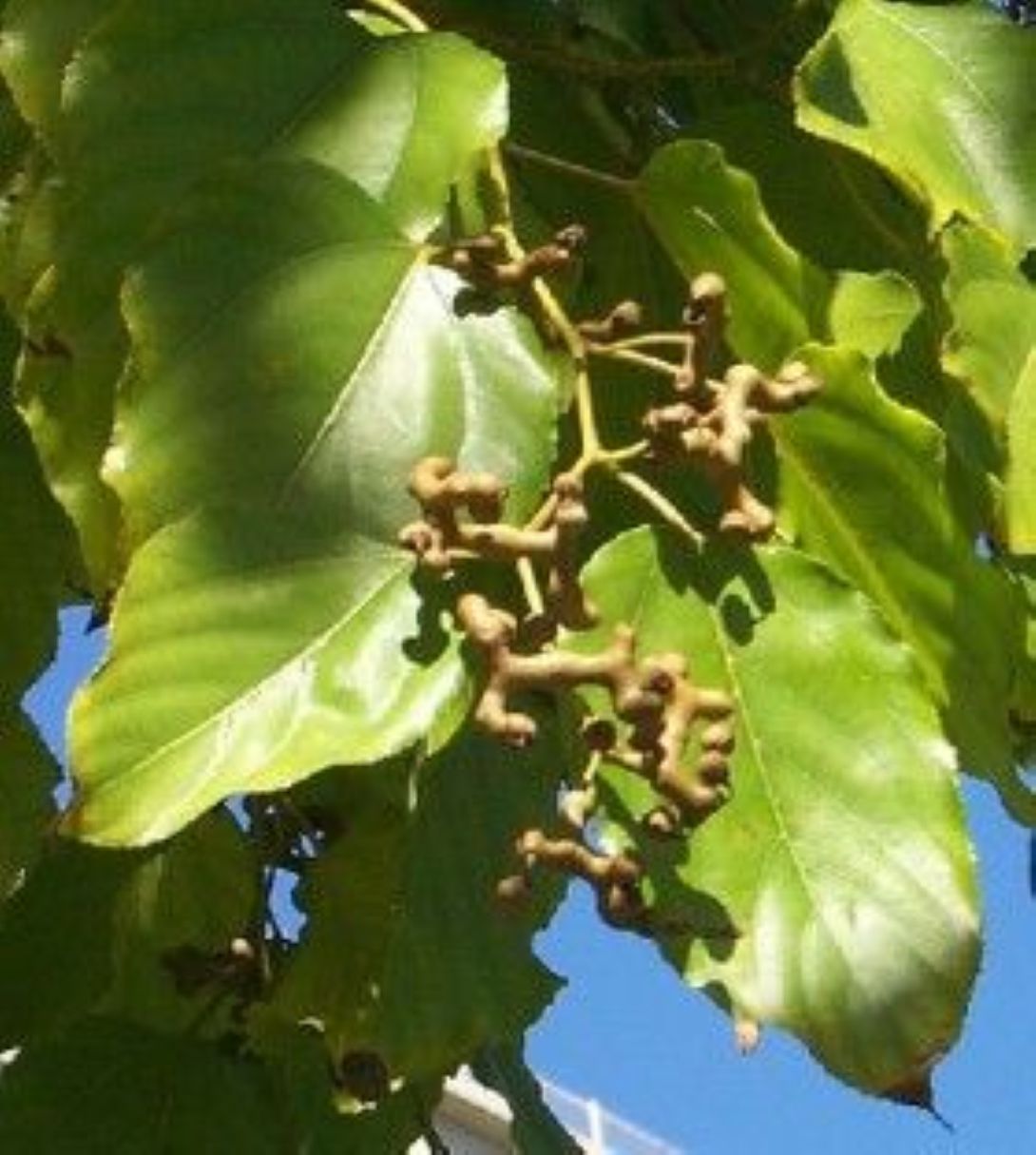 Japon Kuru Üzüm (Şeker Ağacı) (Hovenia dulcis) fidanı 2-3 yaş arası