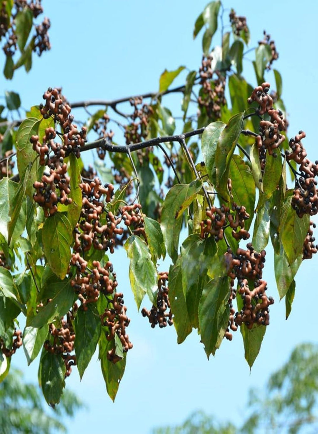 Japon Kuru Üzüm (Şeker Ağacı) (Hovenia dulcis) fidanı 2-3 yaş arası