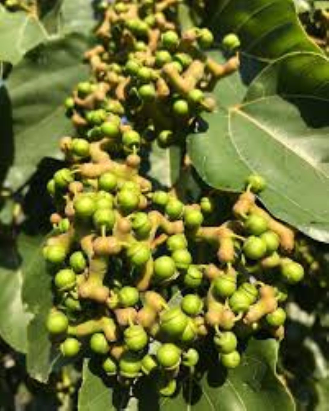 Japon Kuru Üzüm (Şeker Ağacı) (Hovenia dulcis) fidanı 2-3 yaş arası