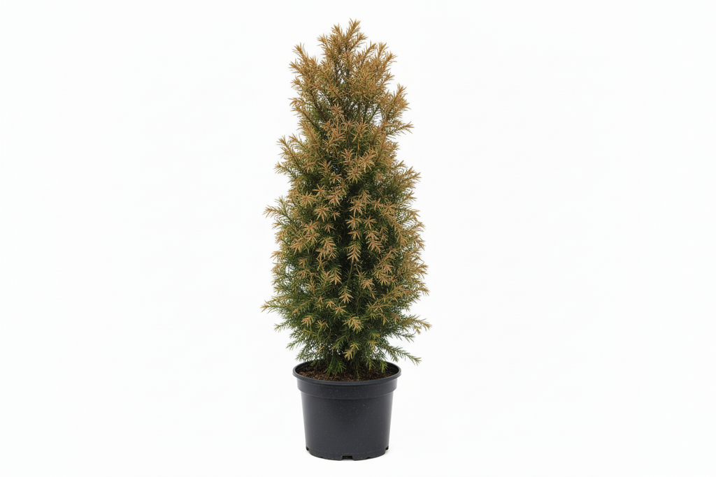 Kadife Çam Fidanı - Ürün Fotoğrafı