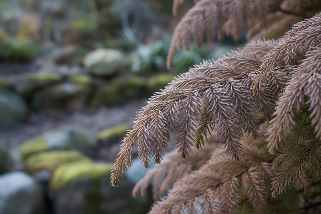 Kadife Çam Yaprak Detayı