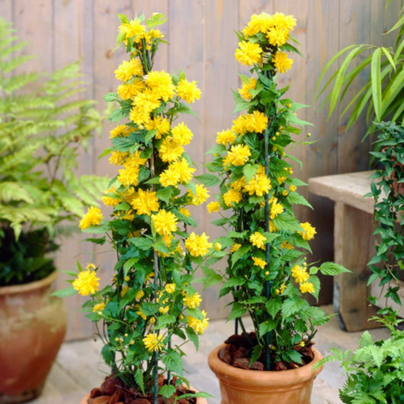 Yediveren Kanarya Gülü Fidanı 60-80 cm 1-2 Yaş - Rosa Golden Guinea | Doğaşık