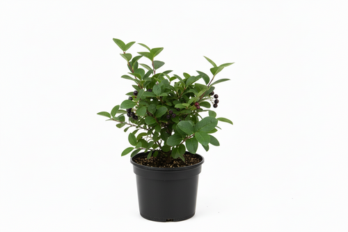 Kara Aronya Fidanı - Ürün Fotoğrafı