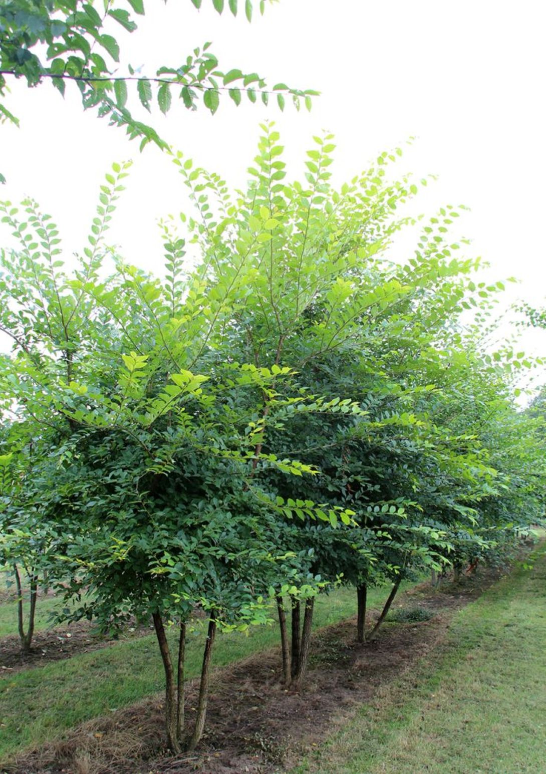 Karaağaç Fidanı (Ulmus glabra) – 1-2 yaş arası