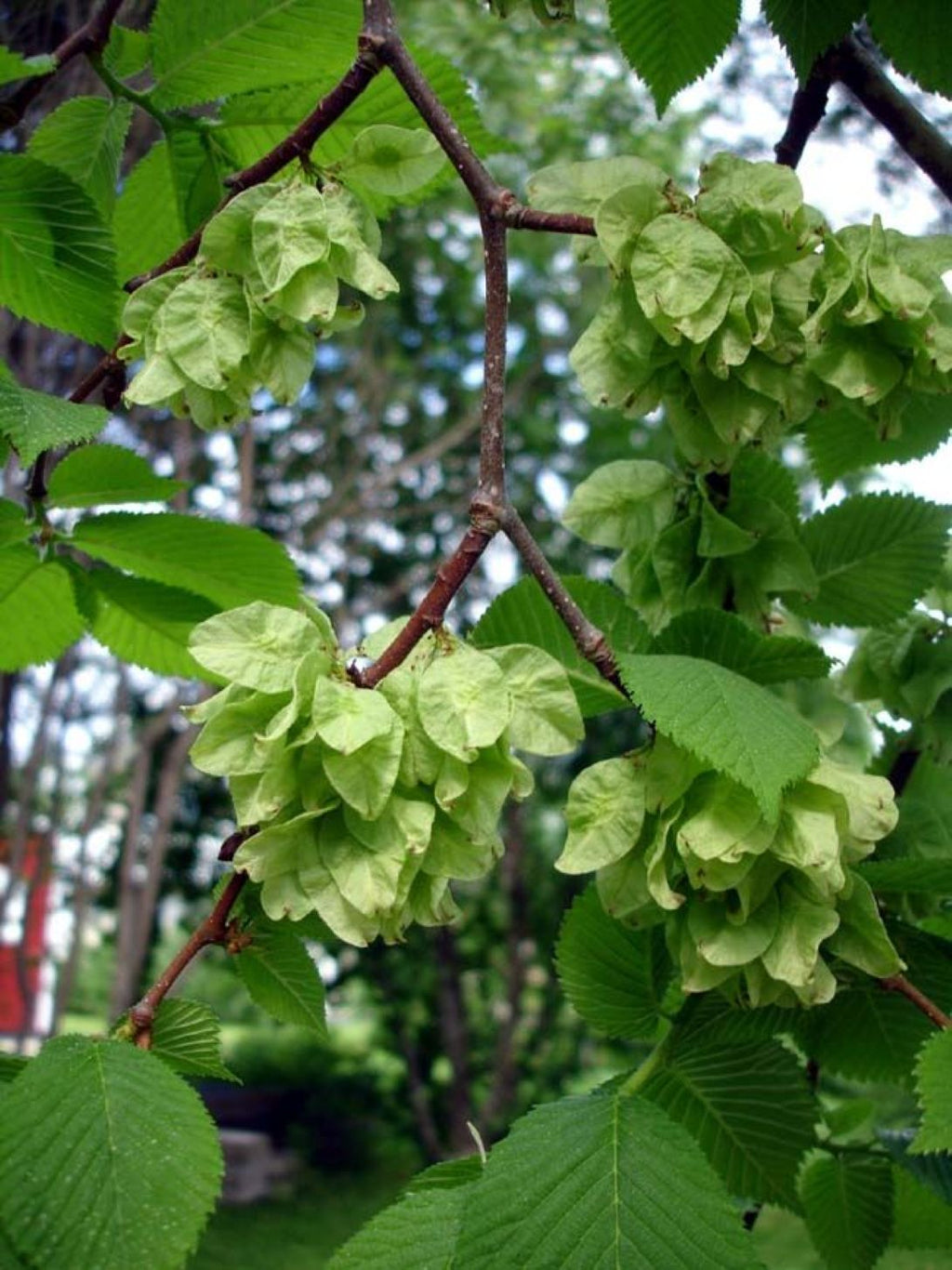 Karaağaç Fidanı (Ulmus glabra) – 1-2 yaş arası