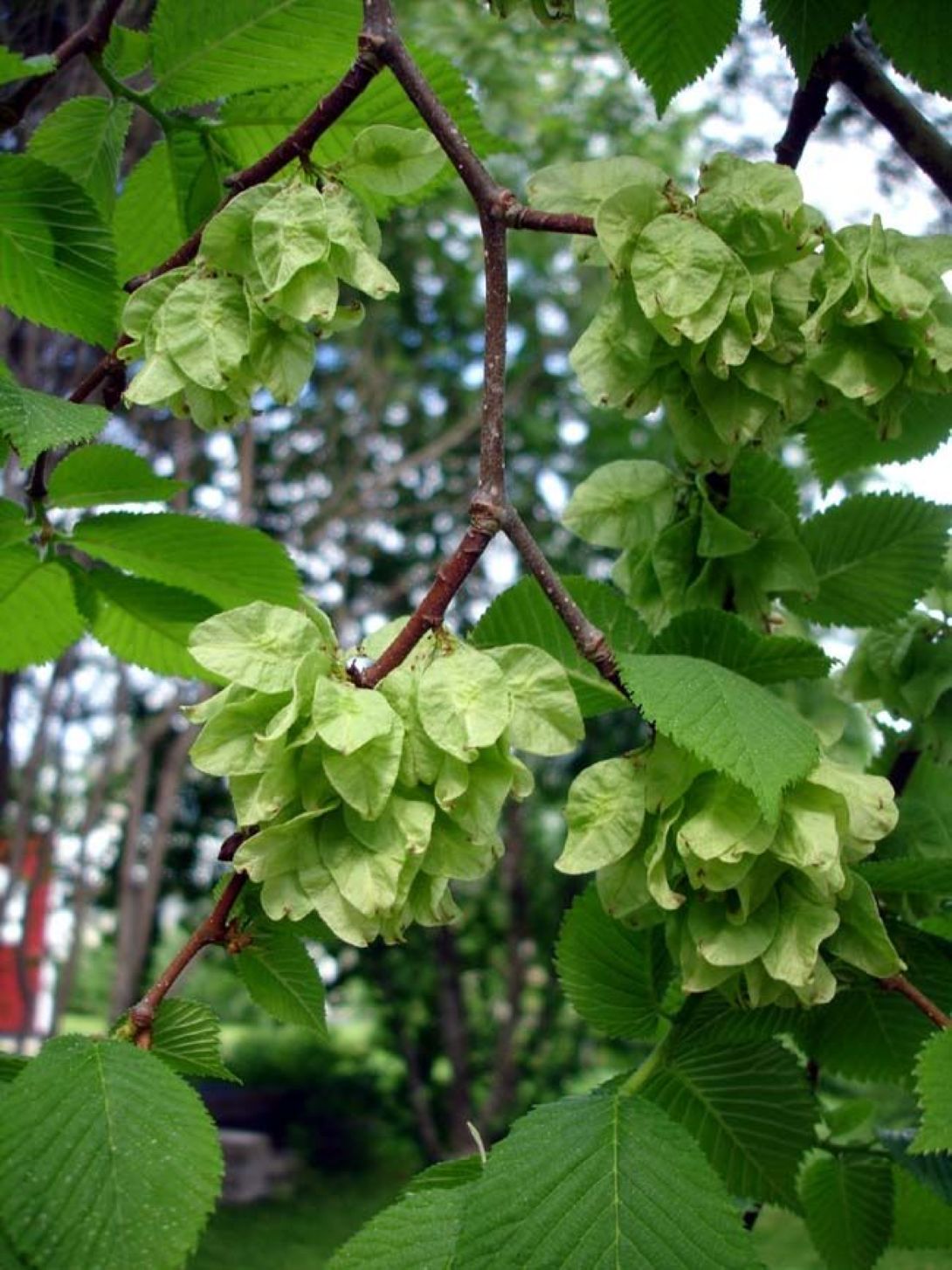 Karaağaç Fidanı (Ulmus glabra) – 1-2 yaş arası