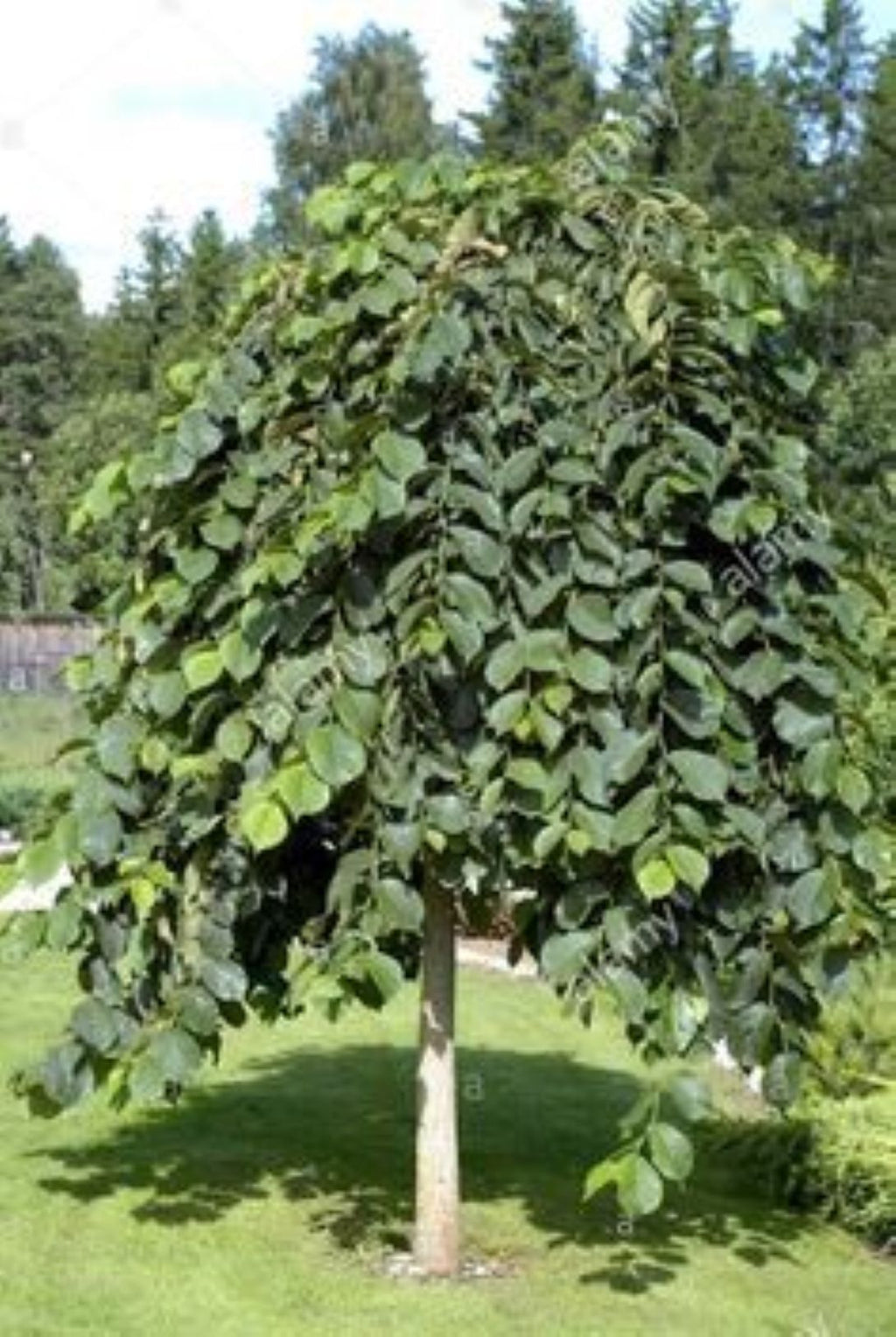Karaağaç Fidanı (Ulmus glabra) – 1-2 yaş arası