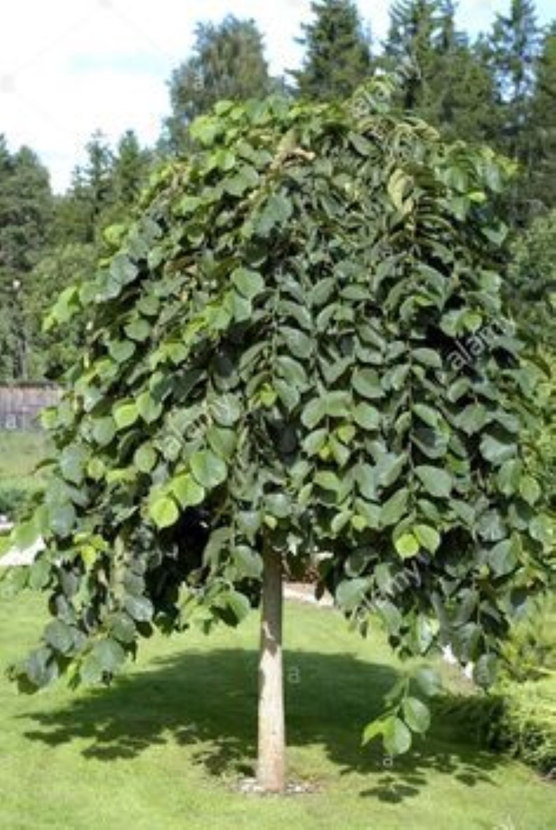 Karaağaç Fidanı (Ulmus glabra) – 1-2 yaş arası
