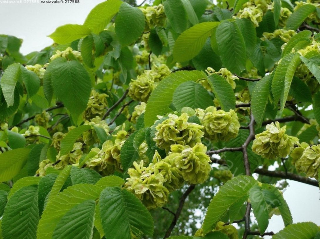 Karaağaç Fidanı (Ulmus glabra) – 1-2 yaş arası