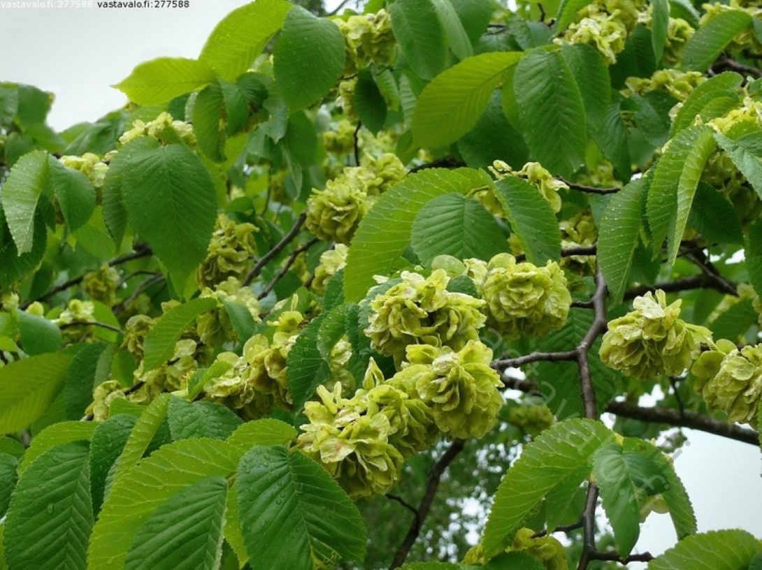 Karaağaç Fidanı (Ulmus glabra) – 1-2 yaş arası