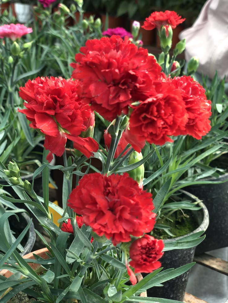Kırmızı Karanfil Fidanı 1-2 yaş arası [Dianthus caryophyllus] Canlı Kırmızı Çiçekli