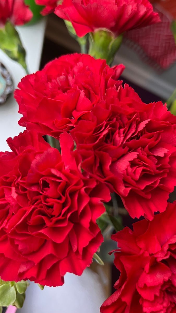 Kırmızı Karanfil Fidanı 1-2 yaş arası [Dianthus caryophyllus] Canlı Kırmızı Çiçekli