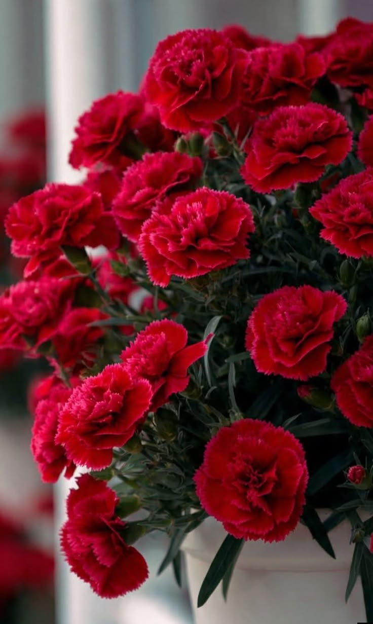 Kırmızı Karanfil Fidanı 1-2 yaş arası [Dianthus caryophyllus] Canlı Kırmızı Çiçekli