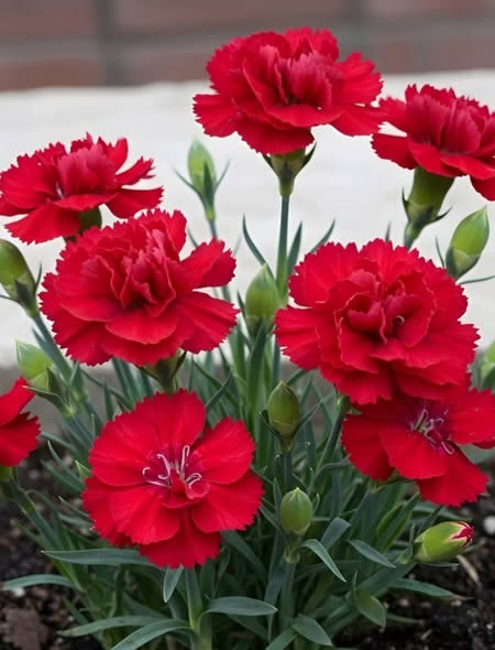 Kırmızı Karanfil Fidanı 1-2 yaş arası [Dianthus caryophyllus] Canlı Kırmızı Çiçekli