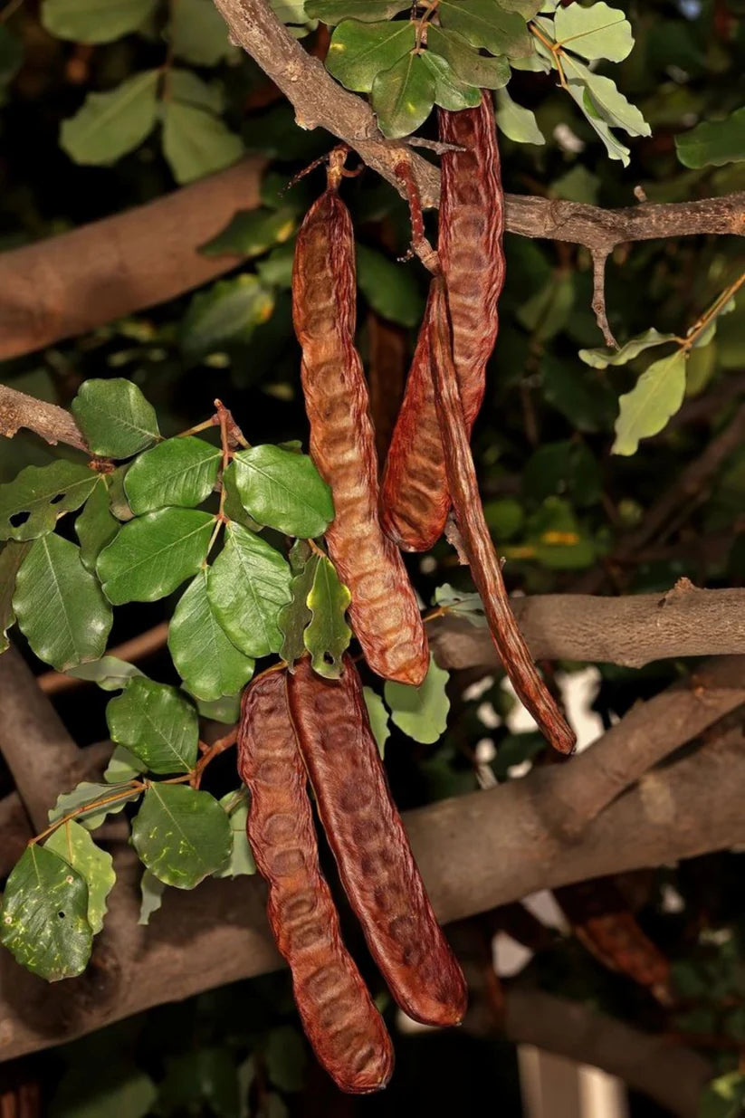 Keçiboynuzu Fidanı 1-2 Yaş Arası - Ceratonia Siliqua | Doğaşık