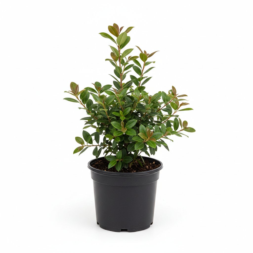 Kocayemiş Fidanı - Ürün Fotoğrafı