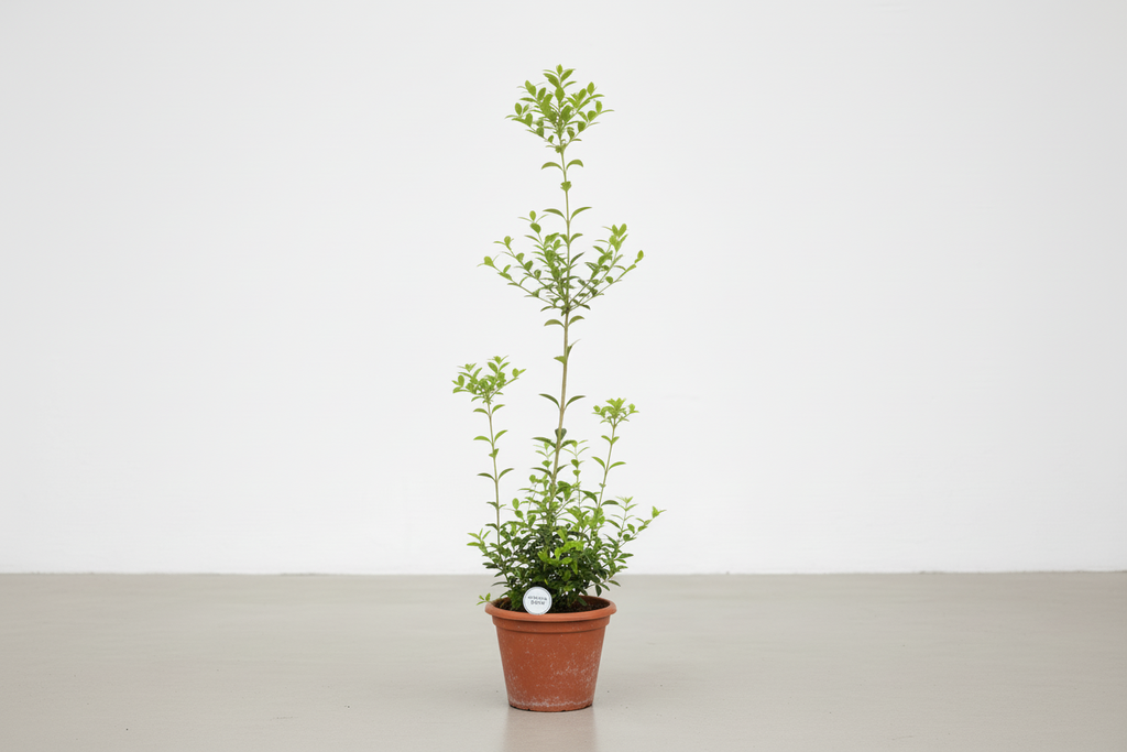 Ligustrum Kurtbağrı Fidanı